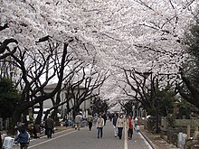 Yanaka cemetery.jpg