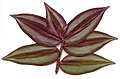 Front view of leaves of Tradescantia zebrina 'Violet Hill'