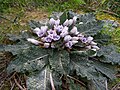 Mandragora officinarum