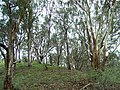 Eucalyptus forest in East Gippsland, Victoria. Mostly Eucalyptus albens (white box).