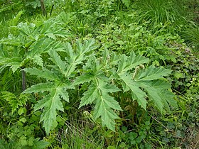 Heracleum mantegazzianum