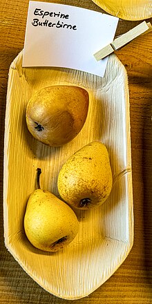 Esperine-Butterbirne (pear) jm179236.jpg