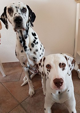 Dalmatiens