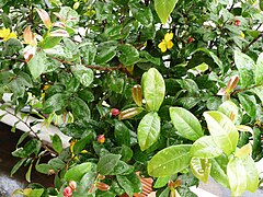 Ochna atropurpurea ✓