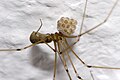 Pholcus phalangioides