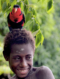 Want mäd n Fuugel Lorius lory ap n Kop, in dät Täärp Kaminabit, Middel-Sepik, Papua-Neuguinea