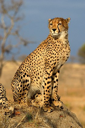 Acinonyx jubatus