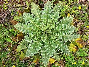 Listová růžice Verbascum sinuatum rozšířené ve Středomoří