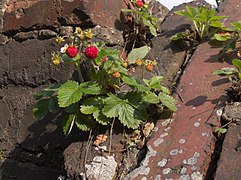 Jordbær (Fragaria vesca) danner horisontale stengelskudd, «utløpere».