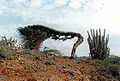 Árbol bandera (Caesalpinia coriaria) en Aruba