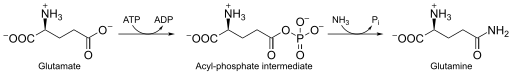 Glutamin Synthetese.