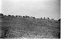 Yiftach Brigade camp at Shoval. 1948