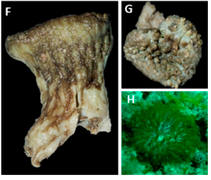 Skamnarium complanatum