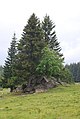 Wegkreuz auf der Freiländer Alm