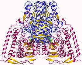 Image illustrative de l’article Pyruvate déshydrogénase