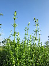 Före blomningen