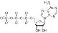 Adenosine triphosphate