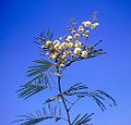 Acacia berlandieri