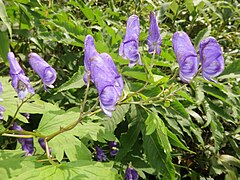 花は総状花序につき、3-4個つく。花弁にみえるのは萼片で、上萼片1個、側萼片2個、下萼片2個の5個で構成される。上萼片の前方の嘴は長い。