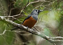 Black-faced Monarch.jpg