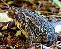 An eastern American toad close up