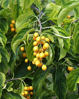 grimpa celastro (Celastrus scandens)