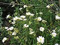 Cistus monspeliensis (Cisto di Montpellier, Cisto marino)