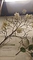 Fothergilla gardenii.