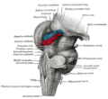 Vignette pour Colliculus supérieur