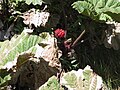 Gunnera insignis, Costa Rica (Irazu) -2-