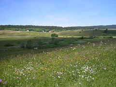 Paysage typique en été.