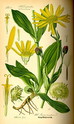 Kalninė arnika (Arnica montana)