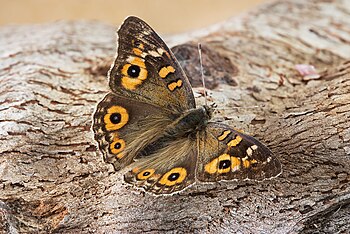 Meadow Argus butterfly