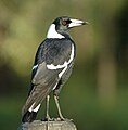 Australian magpie