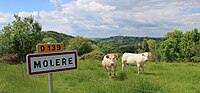 Entrée du village de Molère (Hautes-Pyrénées) avec deux vaches spectatrices et le château de Mauvezin en arrière plan.