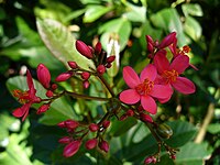 Pikantna jatrofa (Jatropha integerrima)