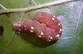 Acronicta increta