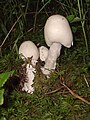 !!!Amanita virosa!!!