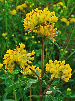 Masmalo (Anthyllis vulneraria)