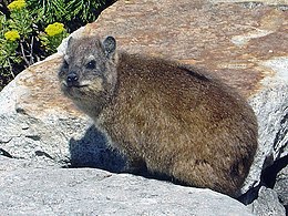 Fokföldi szirtiborz (Procavia capensis)