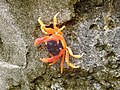 Сухопутний краб Gecarcinus lateralis