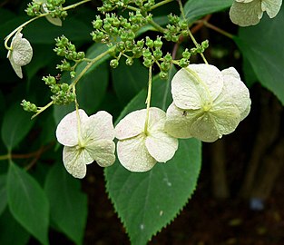 Hydrangea heteromalla