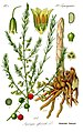 ilustraĵo de la legomasparago aŭ ĝardenasparago (Asparagus officinalis)