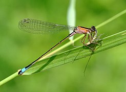 schnura elegans f. rufescens