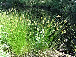 Juncus effusus