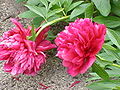 Double-flowered peony