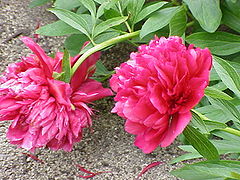 Pivoine à fleur double.