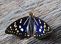 Great purple emperor