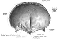 Acidentes ósseos (em inglês). Vista posterior (interna).