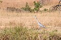 Black-headed Heron